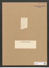 Diatomeae indet. Zeichnungen Sammlung Grunow Nr. 3287 (NHMW-BOT-W0370772)